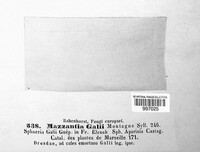 Mazzantia galii image